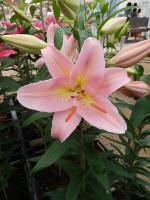 [5236 Fenice No02.JPG]